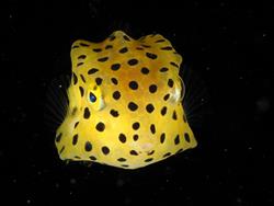 Lembeh - North Sulawesi, Indonesia. Yellow Boxfish.